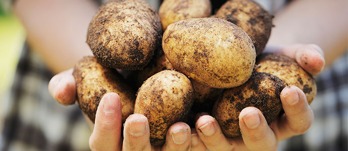 hotpotato.jpg
